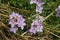 Lilac colored Milkmaid flowers