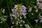 Lilac colored Milkmaid flowers