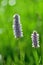 A lilac common bistort Bistorta officinalis in a meadow in the Belianske Tatra in Slovakia