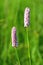 A lilac common bistort Bistorta officinalis in a meadow in the Belianske Tatra in Slovakia