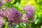 Lilac or common lilac, Syringa vulgaris in blossom. Branch with purple flowers growing on lilac blooming shrub in park.
