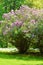 Lilac or common lilac, Syringa vulgaris in blossom. Purple flowers growing on lilac blooming shrub in park.