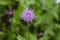 Lilac cornflower field. Common cornflower, wild flowers, flowerbed with plants