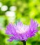 Lilac cornflower on a green spring background