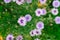 Lilac cornflowers flowers grow, close-up