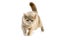 Lilac Cream British Shorthair Domestic Cat, Female against White Background