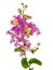 Lilac Crepe Myrtle branch with flowers