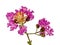 Lilac Crepe Myrtle branch with flowers Horizontal