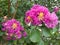 Lilac Crepe Myrtle with flowers