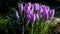 Lilac crocuses bloom in spring