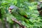 Lilac-crowned Amazon parrot