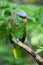 Lilac-crowned Amazon parrot