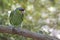 Lilac-crowned Parrot, Amazona finschi, perched