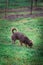 Lilac cute longhair chiwawa puppy - closeup photography