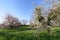 Lilac Departemental park in Vitry-sur-Seine city