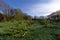 Lilac Departemental park in Vitry-sur-Seine city