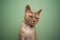 lilac devon rex cat with green eyes looking suspicious on mint green background