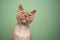 lilac devon rex cat looking irritated or surprised on mint green background