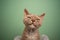lilac devon rex cat making funny face with squint eyes on mint green background