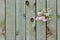 Lilac through a fence