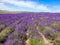 The lilac field from a lavender