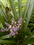lilac flower, branches, long green leaves, Serra do Mar plant in Parana, southern Brazil