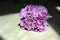 lilac flower carnations on a grey table framed by straight lines of hard shadows