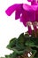 Lilac flower cyclamen