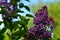 Lilac flower with purple petals on a bush branch.