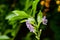 Lilac-Flowered Golden Dewdrop tropical green shrub