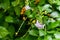 Lilac-Flowered Golden Dewdrop tropical green shrub