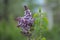 Lilac flowering branch