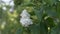 Lilac flowering close up view