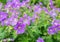 Lilac flowering woodland cranesbill