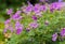 Lilac flowering woodland cranesbill