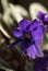 Lilac flowers of African violets. Potted plant