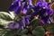 Lilac flowers of African violets. Potted plant