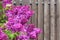 Lilac flowers against of wooden fence