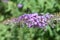 Lilac flowers - Amwell Nature Reserve