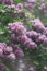 Lilac flowers background, beautiful springtime blossoming