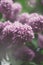 Lilac flowers background, beautiful springtime blossoming