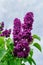 Lilac flowers on a background of a cloudy sky.