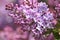 Lilac flowers in bloom