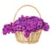 Lilac Flowers Blooming Bouquet in Basket Isolated over White Background