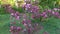 Lilac flowers of blossom apple-tree in garden springtime. Camera tilting up.