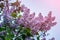 Lilac flowers in blossom in the spring on the background of blue skies.