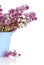 Lilac flowers in blue pail