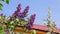 Lilac flowers, blue sky and red roof in background.