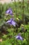 Lilac flowers bluebells close-up. Natural background