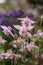 Lilac flowers bluebells close-up. Natural background